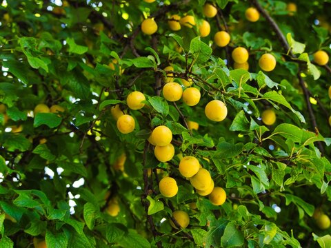 A close-up shot of a fruit tree branch heavily loaded with ripe yellow plums or cherry plums among vibrant green leaves in an orchard.