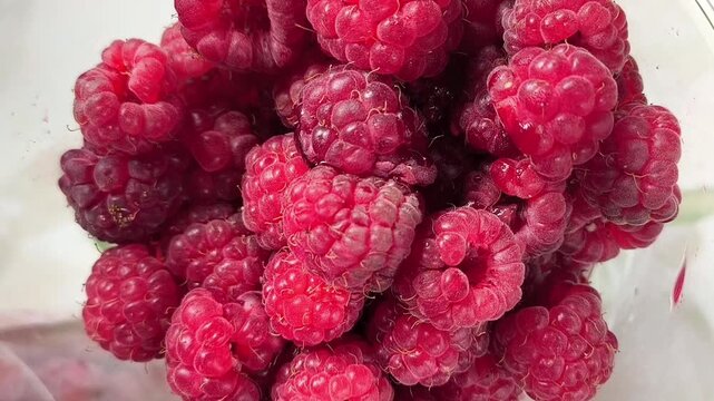 Fresh raspberry harvest in transparent plastic container, sorting, packaging and delivery of berries, healthy food and agriculture concept.