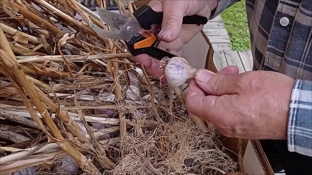 A person is cutting the roots of dried garlic with secateurs.