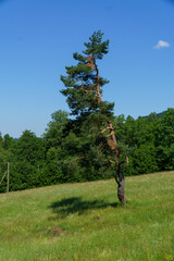 Fototapeta premium Bieszczady , widoki