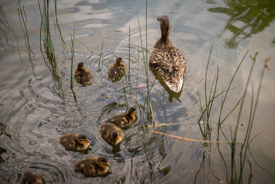 Mother duck leading her ducklings across a peaceful pond