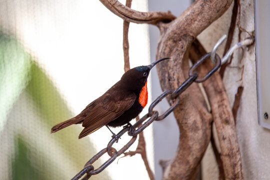 Scarlet-chested Sunbird on an aviary chain