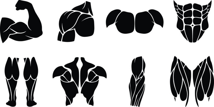 Human Muscle Anatomy Silhouettes Vector Set Representing Main Bodybuilding and Fitness Muscle Groups