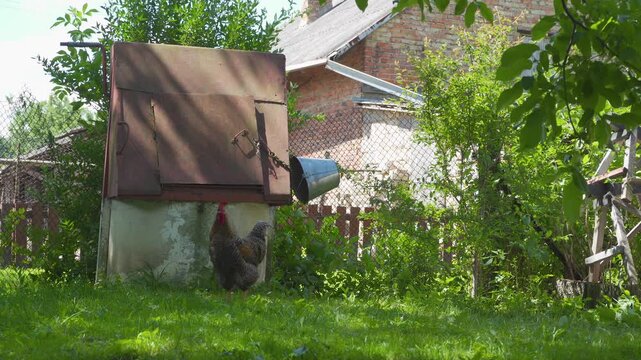 Rooster walking on green grass in village yard near old water well, Rural life view with a cock standing by a traditional water well in the countryside