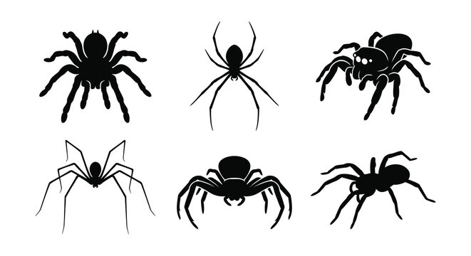 Spider Silhouettes Black Vector Illustration On White Background