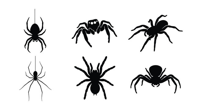 Spider Silhouettes Black Vector Illustration On White Background