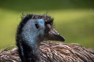 Emu-Porträt © Martina Berg