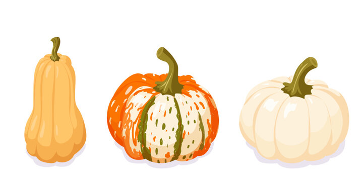 Isometric autumn pumpkins and gourds in orange cream and white colors with green stems for harvest seasonal decor