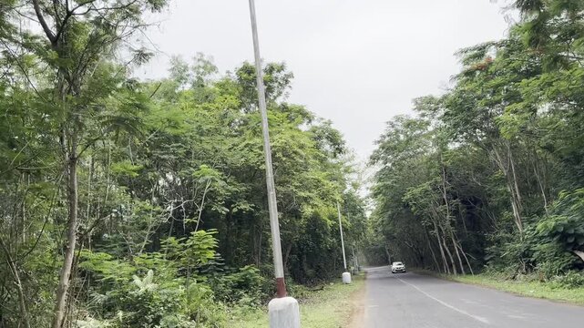 Scenic 4K footage of a quiet asphalt road winding through dense green forest, with tall trees, roadside lamps and a white car approaching, capturing peaceful tropical travel and nature.