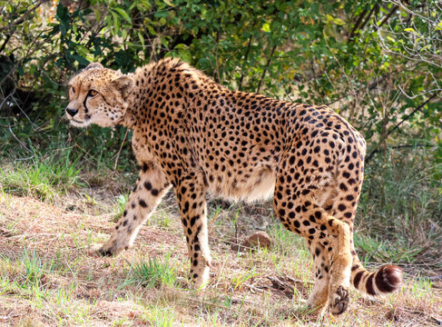 Cheetah at Ann van Dyk Cheetah Centre, South Africa