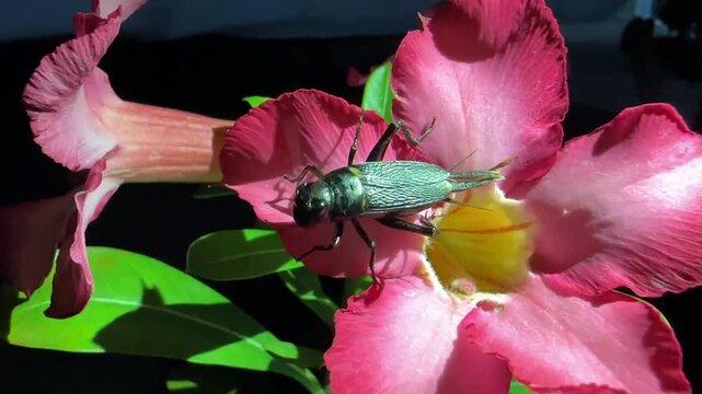 Close-up of an iridescent bush cricket on a pink desert rose flower with dark background