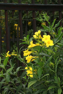 Yellow allamanda flowers blooming on a garden fence with allamanda blooming sunshine botanical decorative