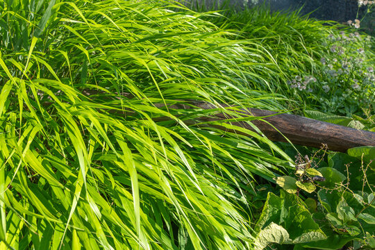 Healthy Hakone grass grows beside a rustic wooden fence. Bright green leaves create a rich natural garden backdrop.