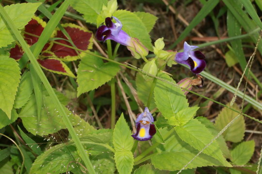 Close-up of delicate purple torenia flowers with wishbone botanical blooming wildflower delicate