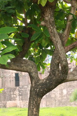 Obraz premium Close-up of textured tree trunk bark and green foliage branches in a park setting with branches, botanical