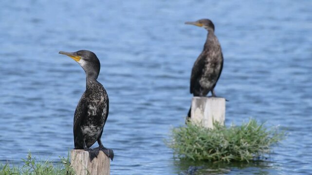 Great Cormorants alert to surrounding with their head waggling to check for danger while vibrate throat skins for Gular Fluttering, perching on wooden posts in river stream moving quickly in Thailand