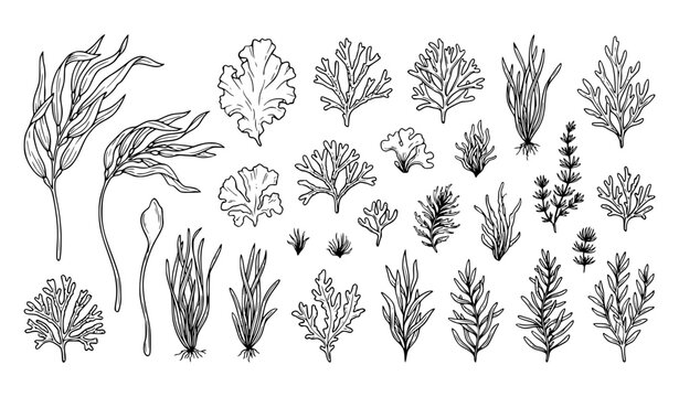Hand Drawn Seaweed and Underwater Plants Minimal Line Vector Collection