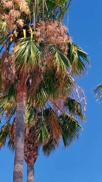 Tropical Palm Trees Swaying Against Clear Blue Sky on a Sunny Summer Day