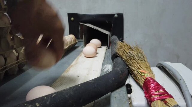 Close-up of a worker wearing protective blue gloves inspecting and sorting fresh chicken eggs in a commercial egg processing facility. Eggs are carefully arranged in plastic trays during quality contr
