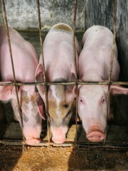 Close-up of domestic piglets inside an iron pen at a local livestock farm. © EvaristaOktaviana