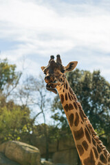 Fototapeta premium detailed close up of giraffe face and long neck in natural zoo habitat with trees and blue sky, sunny wildlife portrait with soft background