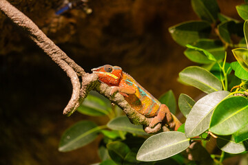 Fototapeta premium close up of colorful chameleon resting on branch with green leaves, vivid reptile skin texture in tropical habitat, warm sunlight and shallow depth of field