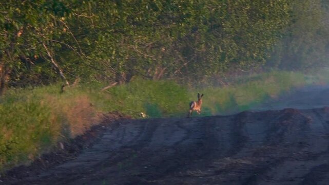 A wild hare runs along a forest road. A hare in the wild.