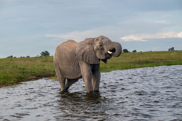 Fototapeta premium African elephant drinking from CHobe River in Chobe National Park, Botswana