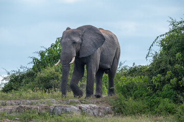 Fototapeta premium African elephant in Chobe National Park, Botswana