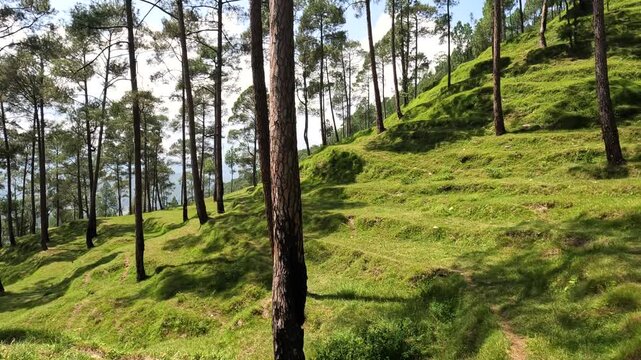 Grassy Himalayan Hillside Through Lush Pine Forest