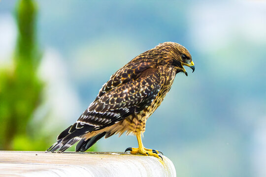 Red-shouldered Hawk (buteo lineatus) Perched and Ready for Takeoff