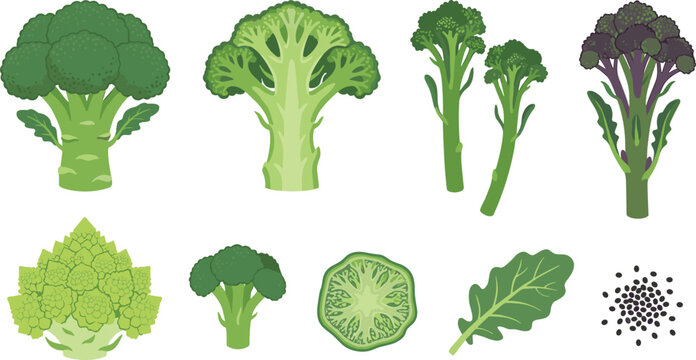 Broccoli Variety Vector Element Set Featuring Whole Head Cross Section Broccolini Purple Sprouting Broccoli Romanesco Cauliflower Leaf and Seeds