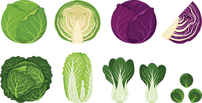 Cabbage Variety Vector Element Set Featuring Green Red Savoy Napa Cabbage Cross Sections Bok Choy and Brussels Sprouts for Botanical Food Designs