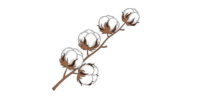 Delicate illustration of a cotton plant branch with multiple soft white bolls on a clean white background for textile and organic themes.