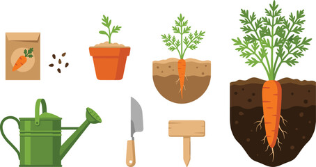 Carrot Plant Growth Cycle Vector Set with Seed Packet Seedling Developing Root Mature Crop Watering Can Trowel and Wooden Sign © Md Shujan islam