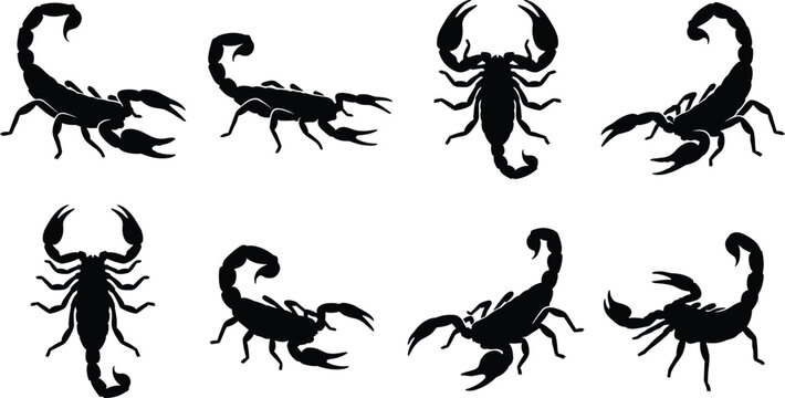Collection of black scorpion silhouettes in different poses isolated on white background for graphic design and tattoos