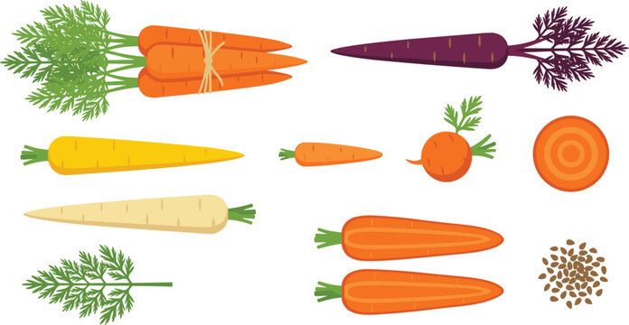 Carrot Variety Vector Element Set Featuring Orange Purple Yellow White Carrots Bunch Round Parisian Carrot Halves Cross Section Leaf and Seeds