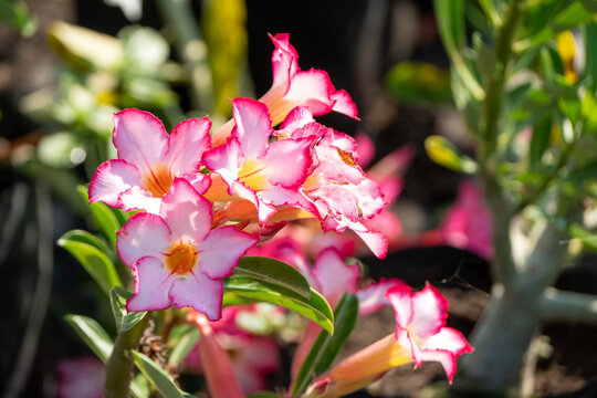 vivero