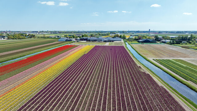 Aerial view of vibrant tulip fields in full bloom with colorful rows of red, yellow, and purple flowers, separated by irrigation canals in Lisse, South Holland, Netherlands.