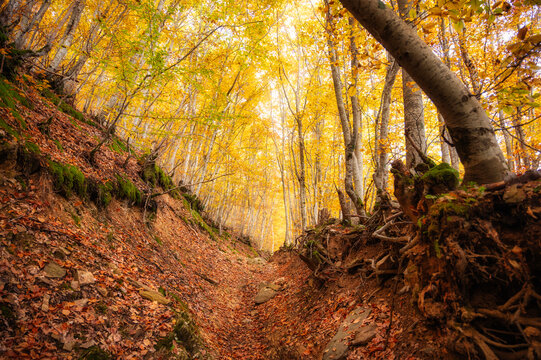 Sun-drenched autumn forest path winding through a deep ravine with exposed tree roots and a vibrant golden leaf canopy, Pelister, Macedonia.