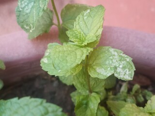 Close-Up of Fresh Mint Leaves © Oualid