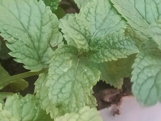 Close-Up of Fresh Mint Leaves © Oualid