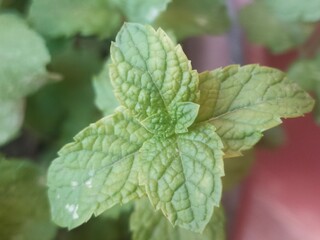 Close-Up of Fresh Mint Leaves © Oualid