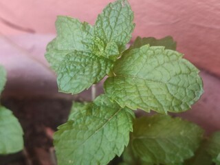 Close-Up of Fresh Mint Leaves © Oualid