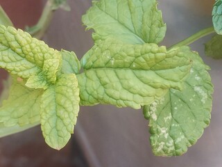 Close-Up of Fresh Mint Leaves © Oualid