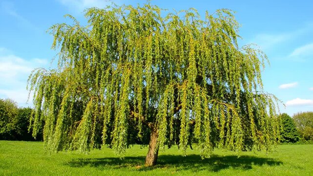 Grassland weeping willow natural scenery material, weeping willow swaying in the wind