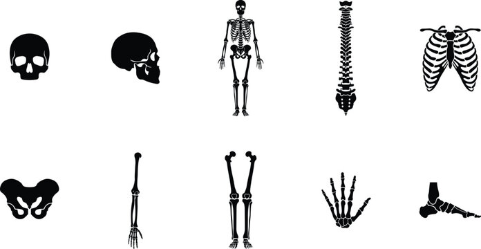 "Human skeleton silhouette icons, skull, spine, rib cage, pelvis, arm bones, leg bones, hand skeleton, foot skeleton"