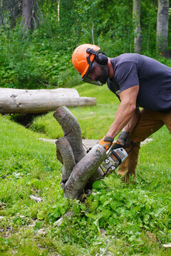 A full-length vertical shot of a professional male arborist wearing an orange safety helmet, ear protection, and work gloves bending down to cut through low tree roots or a stump with a gas-powered ch