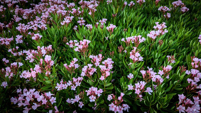 a sprawling bush of vibrant pink oleander flowers with light green pointed leaves fills the entire frame in a dense overhead perspective highlighting the natural pattern