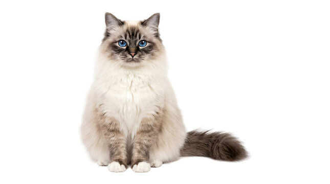 Ragdoll cat with striking blue eyes sitting upright in a front view showing a fluffy cream coat with dark colorpoint markings and a bushy tail as a PNG on a transparent background